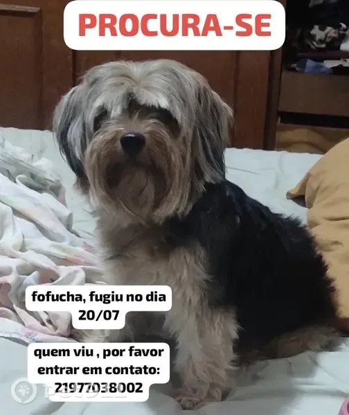 Perdido cachorro fêmea, Rua Guaiaca, Rio de Janeiro — muito carinhosa e mansa - photo