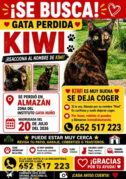 Perdido gato hembra, Calle Antonio Machado, 35, Almazán, Soria - responde al nombre de Kiwi - photo