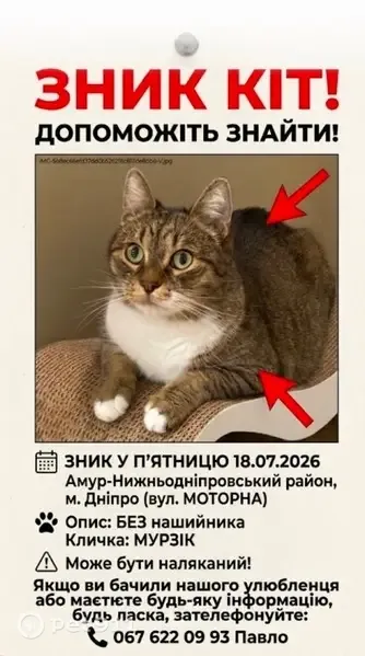 Зникла кішка, Моторна вулиця, Дніпро - photo
