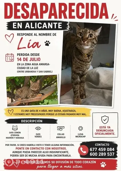 Perdido gato hembra, Carrer d'Aigua Amarga, 5, Alicante - gata atigrada con collar amarillo reflectante - photo