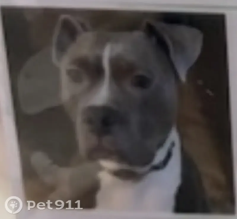 Lost dog, Stonewall Lane, 2921, Fort Worth — female pit bull, microchipped - photo