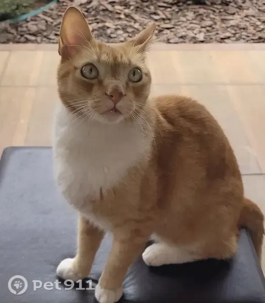 Perdido gato macho em Mogi Mirim - SP, Brasil — porte grande e olhos claros - photo