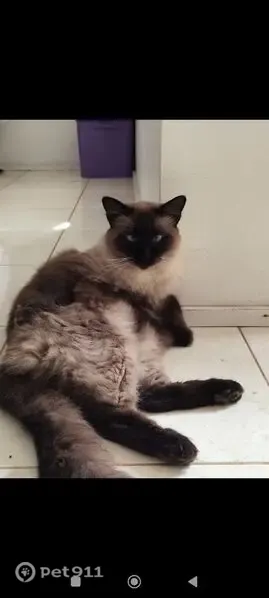 Perdido gato macho, Avenida Florestal, Dois Irmãos — gordo e peludo - photo