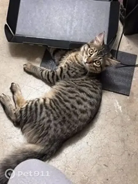 Lost cat, Southwest Murdock Street, 10233, Tigard - male, fluffy brown with black stripes - photo