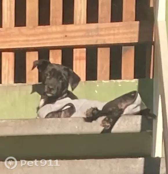 Perdido cachorro fêmea, Rua Gerês, 47A — porte pequeno, dócil e castrada - photo