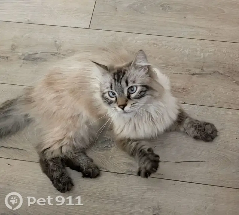 Зникла кішка, Сорочинський провулок, 11, Дніпро — маленька, довгошерстна, димчасто-біла, відгукується на ім'я Макс - photo
