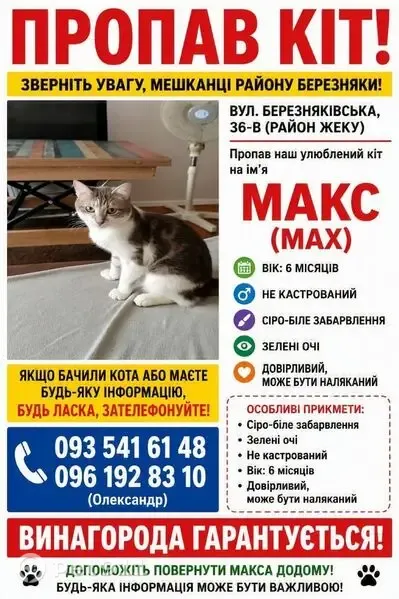Зникла кішка, Березняківська вулиця, 36-В, Київ — сіро-біла, 9 місяців, зелені очі - photo