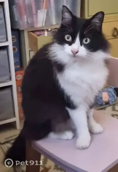 Chat perdu, mâle, Faubourg Lacapelle, 76, Montauban - noir et blanc, yeux verts/jaunes - photo