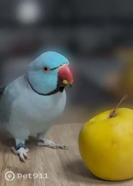 Perdue oiseau mâle, Neuilly-sur-Seine - perruche à collier bleu, bagué - photo