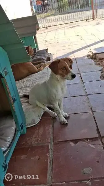 Perdido cachorro fêmea, Rua Floriano Salgado Nunes, Rio Grande do Sul - porte pequeno, branca com mancha marrom na cabeça - photo