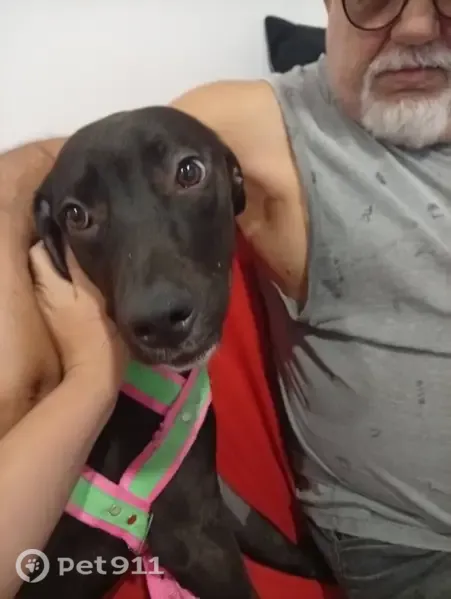 Perdido cachorro fêmea, Parque Sao Domingos, São Paulo - SP, Brasil - com coleira azul no pescoço - photo