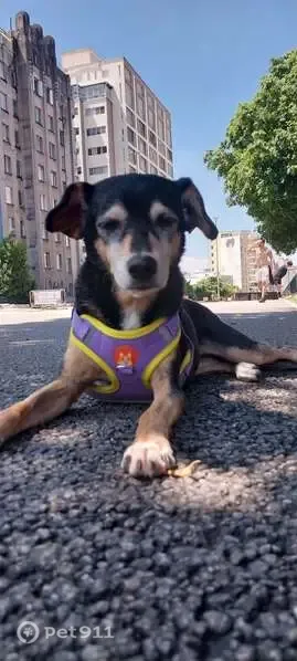 Perdido cachorro fêmea, Largo de Santa Cecilia - Santa Cecilia, São Paulo - SP, 01225-010, Brasil — idosinha com peitoral - photo