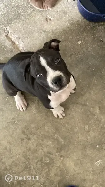 Perdido perro macho, Fortín de la Soledad, 935, Juárez - amigable y un poco más grande que en las fotos - photo