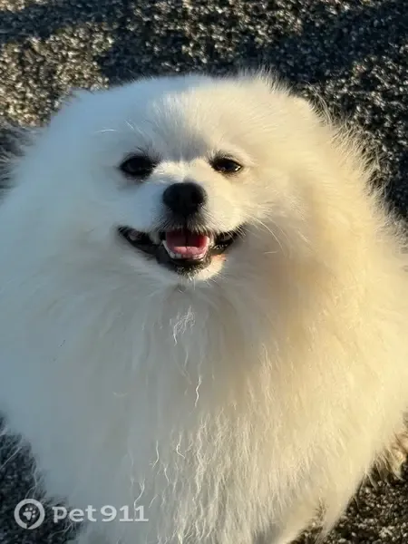 Perdido perro macho, Carrer del Vicari Joaquim Fuster, 61, Palma — Pomerania blanco muy cariñoso - photo