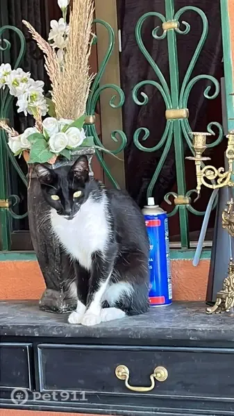 Perdido gato, Camí la Fileta, Comunidad Valenciana, Madrid - blanco y negro - photo