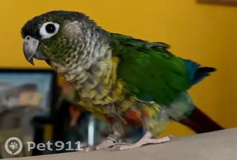 Lost bird, Alderbrook Lane, 10756, Cupertino — green cheek conure with a ring tag - photo