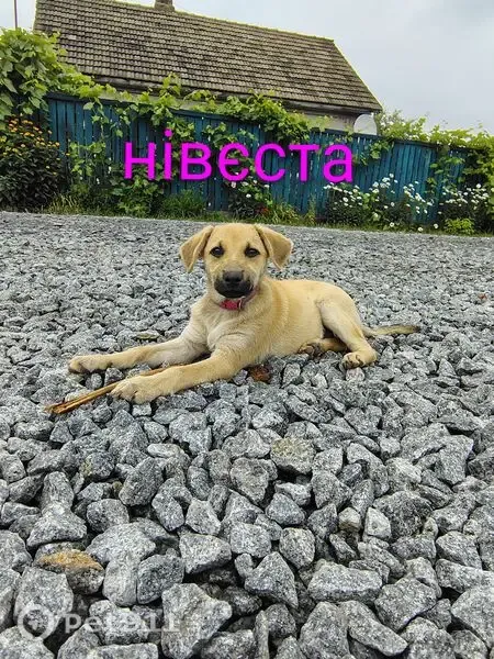 Зникла собака, Соловʼїний провулок, 9, Славута — бежеве цуценя з чорним хвостом, у неї рожевий нашийник - photo