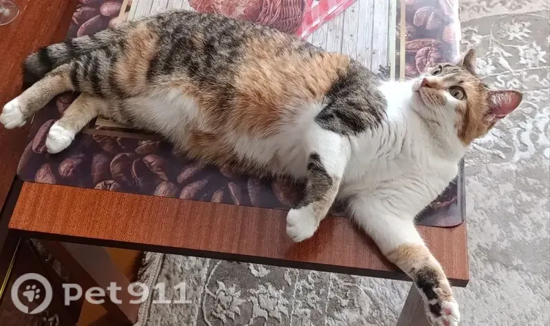 Зникла кішка, вулиця Коцюбинського, 4, Рівне — окрас каліко, зелені очі - photo