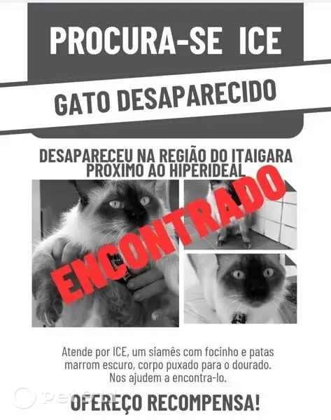 Encontrado gato macho, Rua João Varela, 252 — magro e com uma perna quebrada - photo