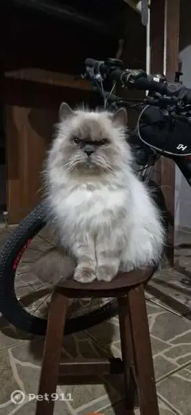 Perdido gato fêmea, Rua Jozino Pereira Carrijo, Minas Gerais — saiu pelo portão - photo