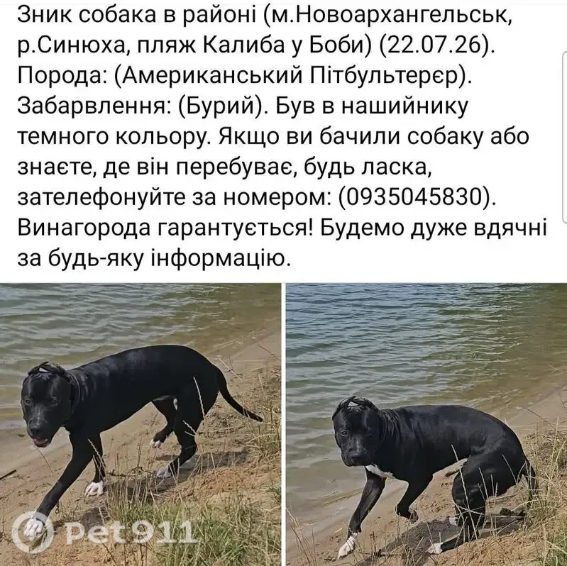 Зникла собака, вулиця Слави, Синюха — американський пітбультер’єр, бурий, у темному нашийнику - photo