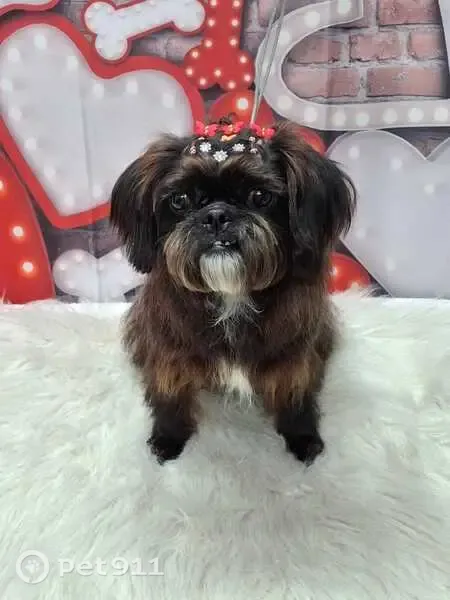 Perdido cachorro fêmea, Avenida Rotary, 624 — pelagem amarronzada com preto, faixa branca - photo