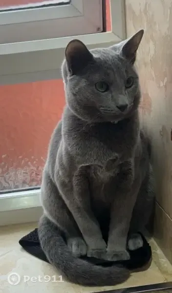 Lost cat, Essingdon Street, Bolton — grey, with collar and bell - photo