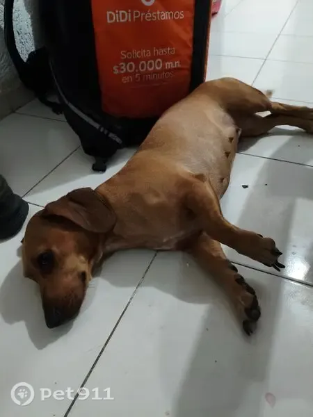 Perro perdido Hembra, Cancun (mxl489660) - photo