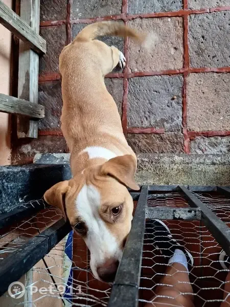 Perro encontrado Hembra, Santiago de Queretaro (mxf489661) - photo