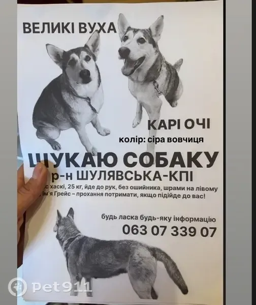 Зникла собака, Берестейський проспект, 44, Київ — худа, ласкава - photo