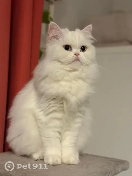 Perdu chat femelle, Avenue de la République, Bagnolet, Thorigny-sur-Oreuse - persan blanc - photo