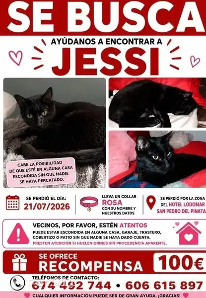 Perdido gato hembra, Calle Río Sena, San Pedro del Pinatar, Torrevieja — gata negra de ojos verdes - photo