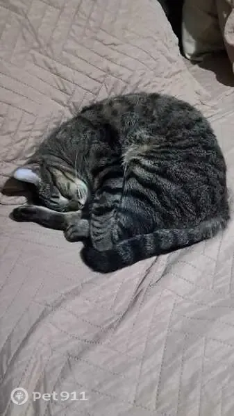 Perdido gato macho, Rua Jacutinga, 36 - olhos verdes, cerca de 8 kg - photo