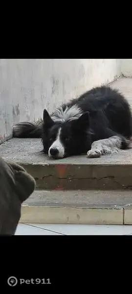 Perdido cachorro fêmea, Rua Maria Amália Colaço Paes, São Paulo — atende pelo nome Catarina - photo