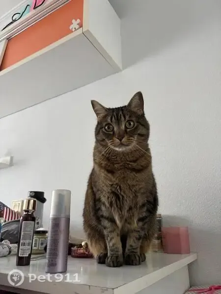Perdido gato macho, Calle Castillo Buitrago, 22B, Torrejón del Rey, Azuqueca de Henares - 9 años, asustadizo - photo