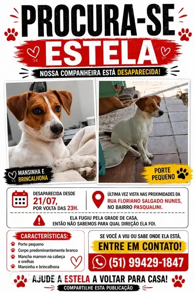 Perdido cachorro fêmea, Rua Floriano Salgado Nunes, 218 - cadelinha branca, porte pequeno - photo