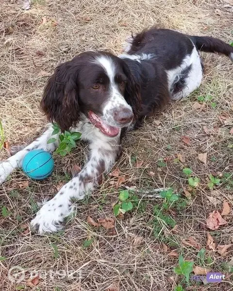 Chien perdu, Meyzieu - mâle springer brun et blanc - photo