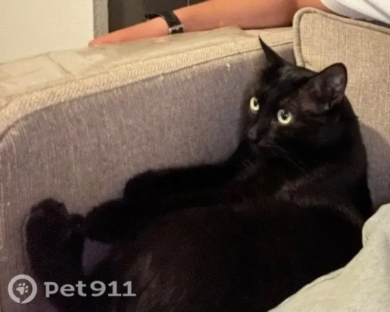 Chat perdu mâle, Quai du Port Neuf, 23 bis, Béziers - tout noir, tatoué à l’oreille - photo