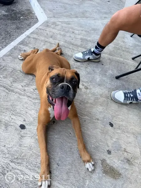 Encontrado perro hembra, Dzitya - Entronque Carretera Mérida Progreso, Mérida - muy juguetón con patitas blancas - photo
