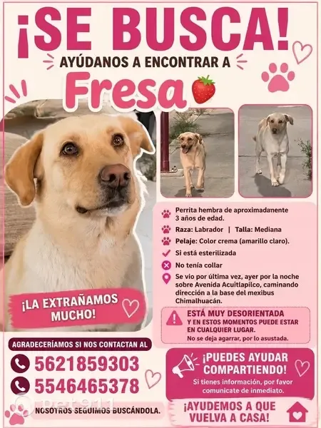 Perdido perro hembra, Prolongación Aldama, 50, Chimalhuacán, Santa Maria Chimalhuacan - cerca de la cabecera municipal - photo