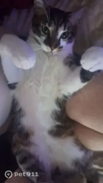 Lost cat, Nathan Avenue, 315, Cuyahoga Falls - male grey tabby with white paws - photo