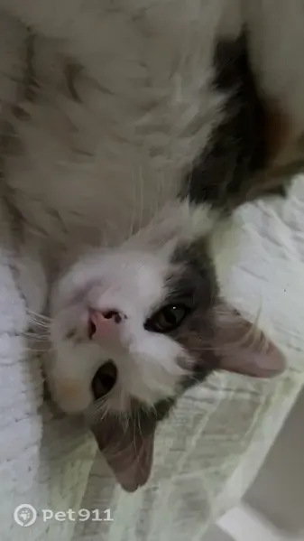 Chat perdu femelle, Rue Carnot, Aniche - petite taille, poils mi-longs, yeux verts - photo