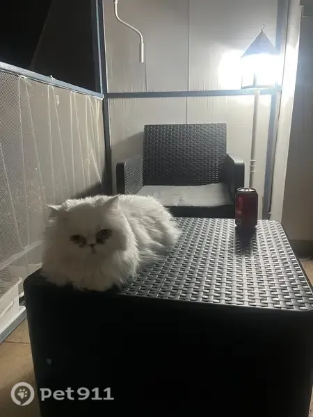Perdido gato hembra, Passeig Marítim, Burriana — persa blanco, collar rosa, con chip - photo