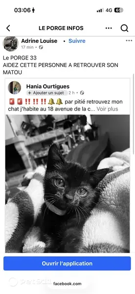 Chat perdu femelle, Avenue de la Côté d'Argent, 18, Le Porge - petite chatte noire aux yeux verts - photo