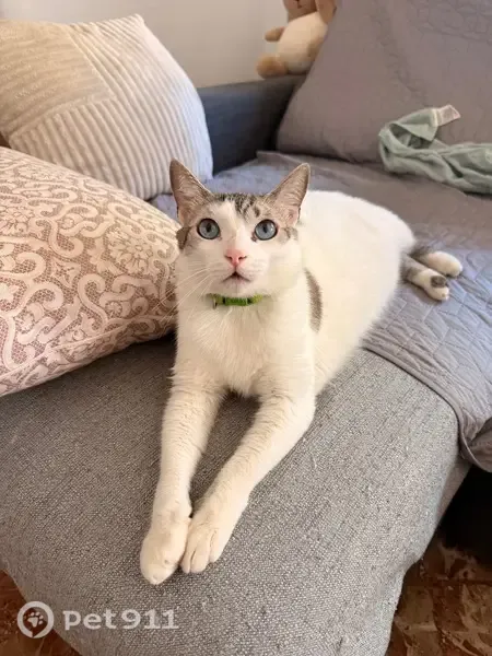 Perdido gato macho, Avinguda de la Constitució, 5, Pedreguer, Denia - blanco con ojos azules - photo