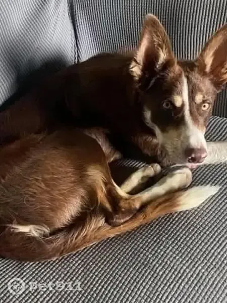 Lost dog, County Road 438, 869, Wilsonville - male border collie - photo