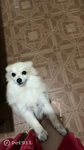 Perdido cachorro macho, Fazenda da Juta, São Paulo - SP, Brasil - spitz alemão dócil - photo
