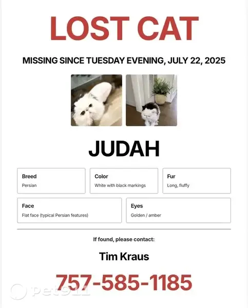 Lost cat, Whitehurst Arch, 5412, Virginia Beach, Norfolk — male, white Persian with a lion cut - photo