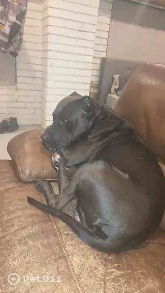Lost dog, Carraboi Terrace, Tyalgum, Tweed Shire Council - male, black with a white chest patch - photo