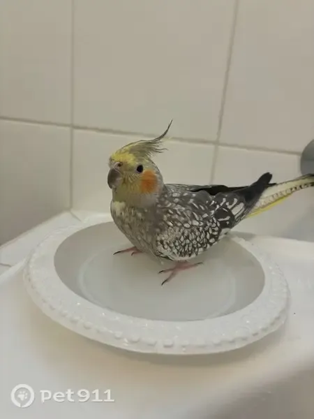 Lost bird, Myee Place, 3, The Entrance — female cockatiel - photo